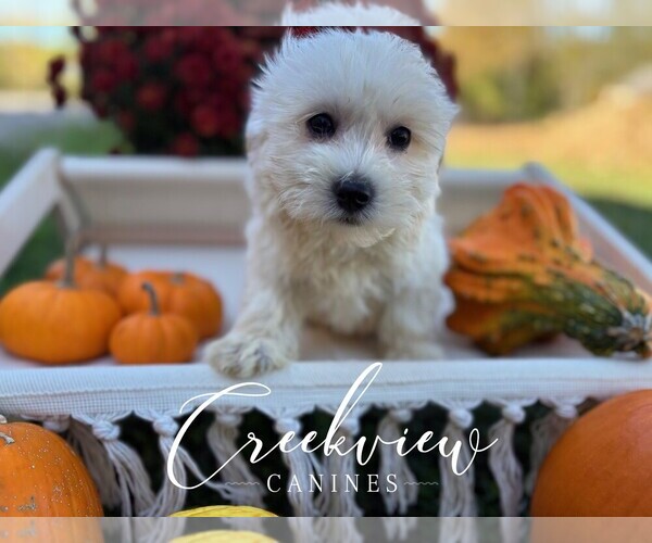 Medium Photo #3 Havachon Puppy For Sale in NIANGUA, MO, USA