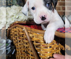 Mutt Dogs for adoption in Holly Springs, NC, USA