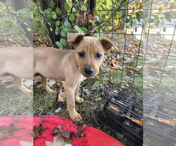 Medium Photo #3 Mutt Puppy For Sale in Shelburne, VT, USA