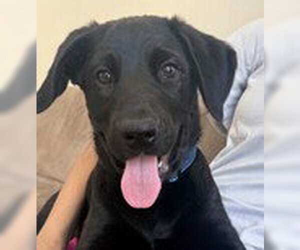 Medium Photo #4 Labrador Retriever-Unknown Mix Puppy For Sale in Fremont, CA, USA