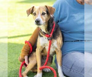 Beagle Dogs for adoption in Camarillo, CA, USA