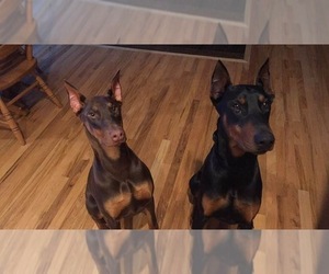 Father of the Doberman Pinscher puppies born on 03/28/2019