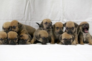 Puggle Puppy for sale in CROSS HILL, SC, USA