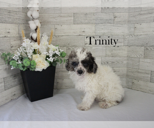 Medium Photo #14 Poodle (Miniature) Puppy For Sale in CHANUTE, KS, USA