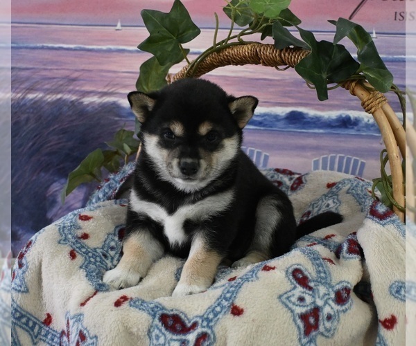 Medium Photo #2 Shiba Inu Puppy For Sale in DUNDEE, OH, USA