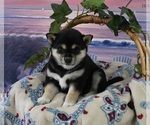 Small Photo #2 Shiba Inu Puppy For Sale in DUNDEE, OH, USA