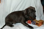Small Photo #2 Chilier-Chipin Mix Puppy For Sale in MOUNT VERNON, OR, USA