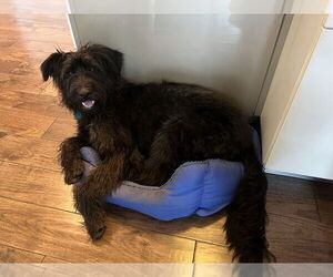 Mutt Dogs for adoption in Springdale, PA, USA
