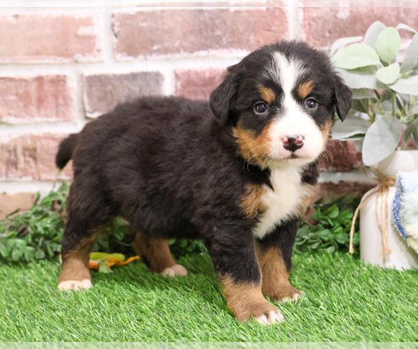 Medium Photo #20 Bernese Mountain Dog Puppy For Sale in SYRACUSE, IN, USA