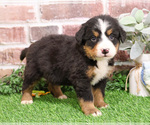 Small #19 Bernese Mountain Dog