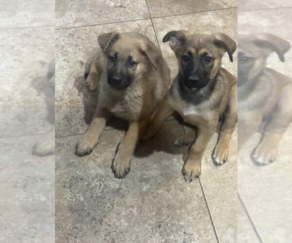 Medium Photo #3 Mutt Puppy For Sale in Dana Point, CA, USA