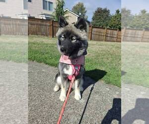 Siberian Husky Puppy for sale in LYNNWOOD, WA, USA