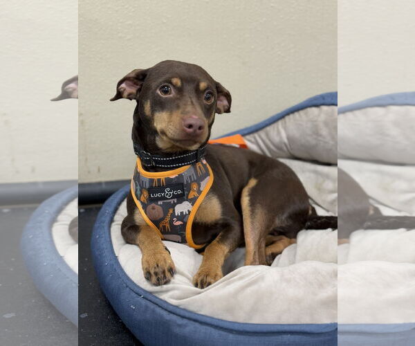 Medium Photo #7 Miniature Pinscher-Unknown Mix Puppy For Sale in Oakhurst, NJ, USA