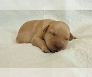 Labrador Retriever Puppy for sale in CLINTON, NC, USA