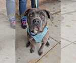 Small Labrador Retriever Mix