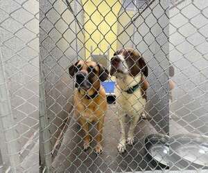 Zeara (and Cooper) - Male Labrador Retriever-Unknown Mix Dog for Adoption - Photo #3