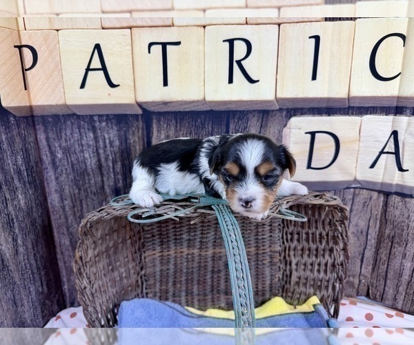 Medium Photo #10 Maltese Puppy For Sale in CASSVILLE, MO, USA
