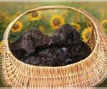 Small Photo #3 Aussiedoodle Miniature  Puppy For Sale in NAMPA, ID, USA