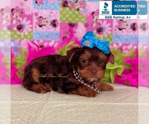 Yorkshire Terrier Puppy for sale in WINNSBORO, LA, USA