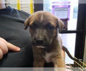 Mutt Dogs for adoption in Tulsa, OK, USA