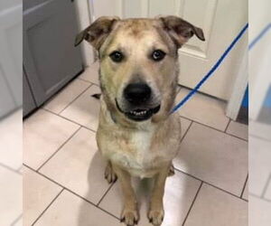 Cash - Male Anatolian Shepherd-Unknown Mix Dog for Adoption - Photo #4