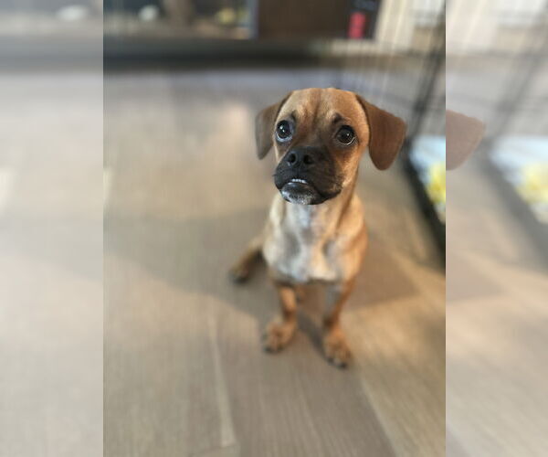 Medium Photo #1 Puggle Puppy For Sale in Phoenix, AZ, USA