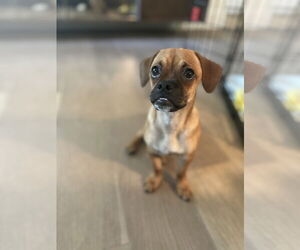 Puggle Dogs for adoption in Phoenix, AZ, USA