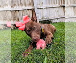 Small #6 Australian Kelpie Mix