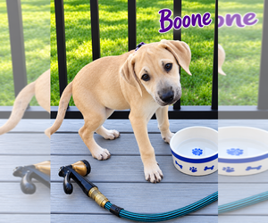 Black Mouth Cur-Labrador Retriever Mix Dogs for adoption in Des Moines, IA, USA