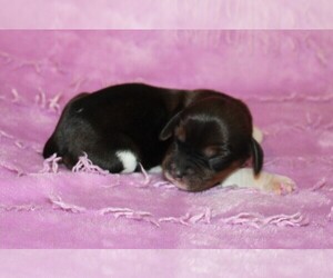 Dachshund Puppy for sale in BLOOMINGTON, IN, USA