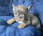 Small Photo #2 French Bulldog Puppy For Sale in COLORADO SPRINGS, CO, USA
