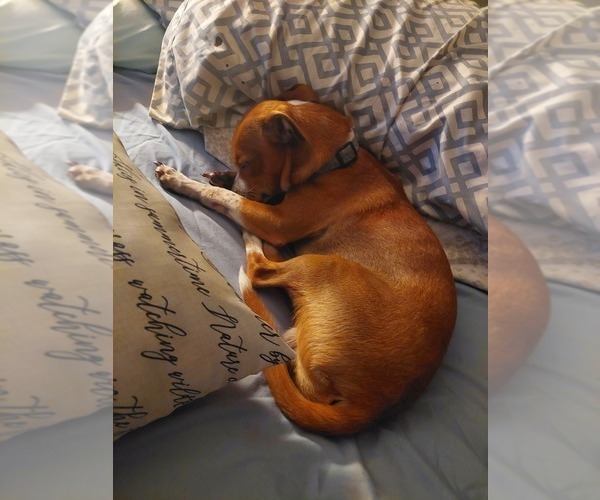 Medium Photo #1 Cheagle Puppy For Sale in WEST OLIVE, MI, USA