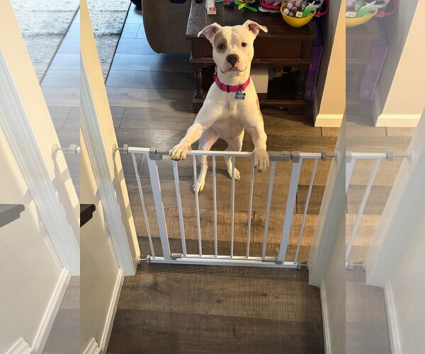 Medium Photo #2 Mutt Puppy For Sale in Alexandria, VA, USA