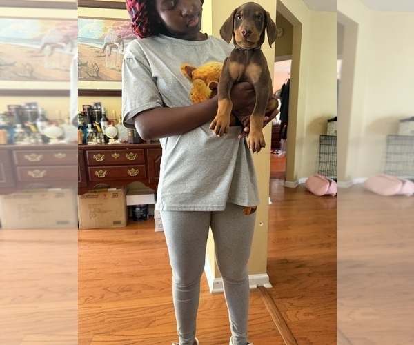 Medium Photo #6 Doberman Pinscher Puppy For Sale in SOUTHAVEN, MS, USA