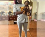 Small #5 Doberman Pinscher