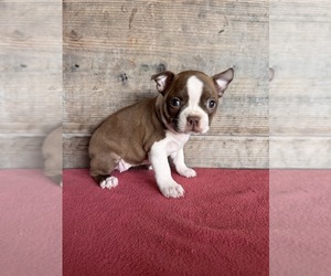 Boston Terrier Puppy for sale in VERMONTVILLE, MI, USA