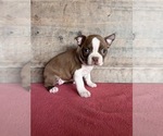 Image preview for Ad Listing. Nickname: Litter of 4