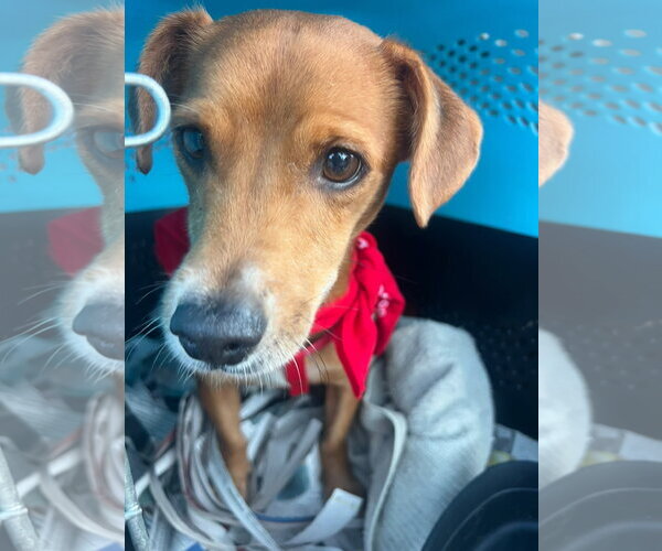 Medium Photo #2 Chiweenie Puppy For Sale in Jenkintown, PA, USA