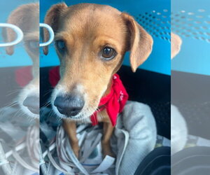 Eduardo - Male Chiweenie Dog for Adoption - Photo #2