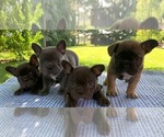 Image preview for Ad Listing. Nickname: Litter of 4