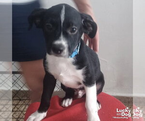 Mutt Dogs for adoption in Washington, DC, USA