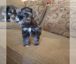Schnauzer (Miniature) Puppy for sale in TENAHA, TX, USA