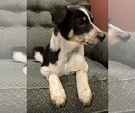 Small #1 Texas Heeler