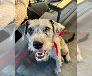 Medium Irish Terrier Mix