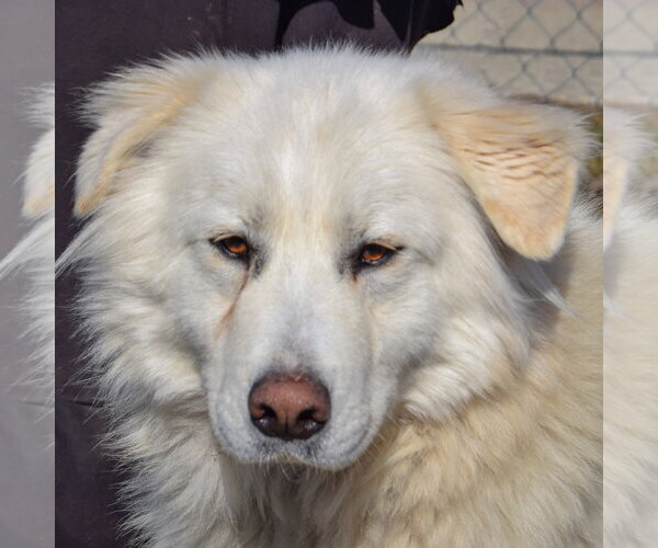 Medium Photo #5 Great Pyrenees Puppy For Sale in Huntley, IL, USA