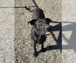 Small #4 Great Dane Mix