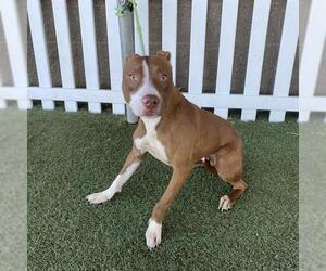 Mutt Dogs for adoption in Modesto, CA, USA