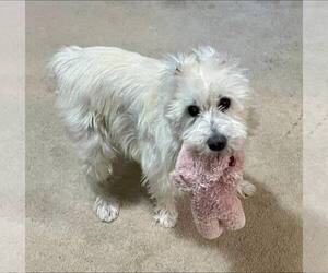 Mutt Dogs for adoption in New Oxford , PA, USA
