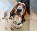 Small #3 Basset Hound