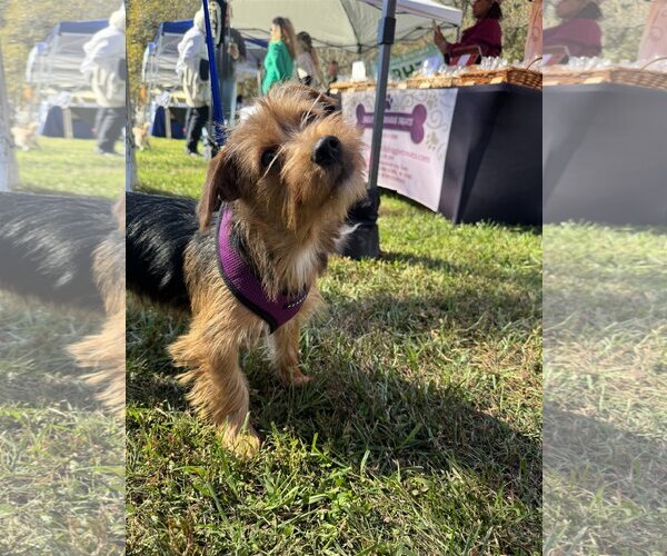 Medium Photo #3 Silky Terrier-Unknown Mix Puppy For Sale in Dahlgren, VA, USA